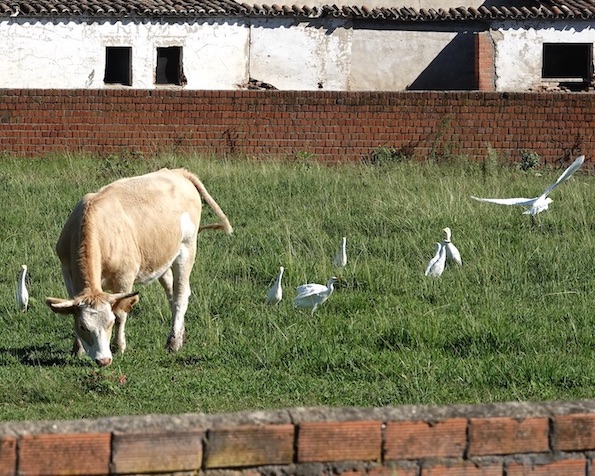 cattle egret